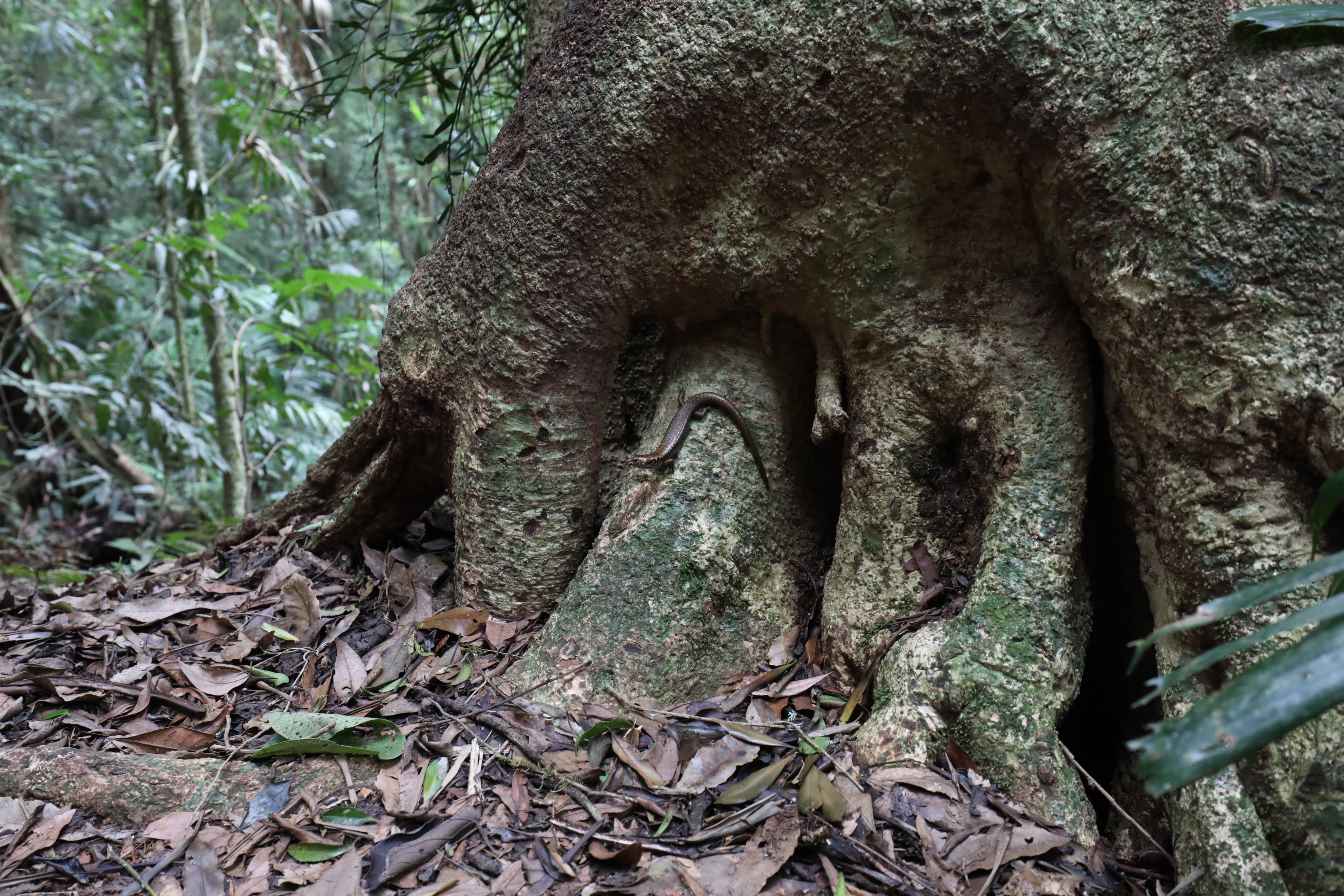 2020 01 14 16 24 38 Canon EOS 5D Mark IV 0025